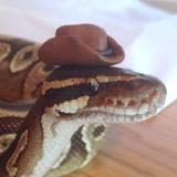 Python Open-Source Developer